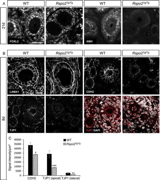 ZO-1 Antibody in Immunohistochemistry, Immunohistochemistry (Paraffin) (IHC, IHC (P))