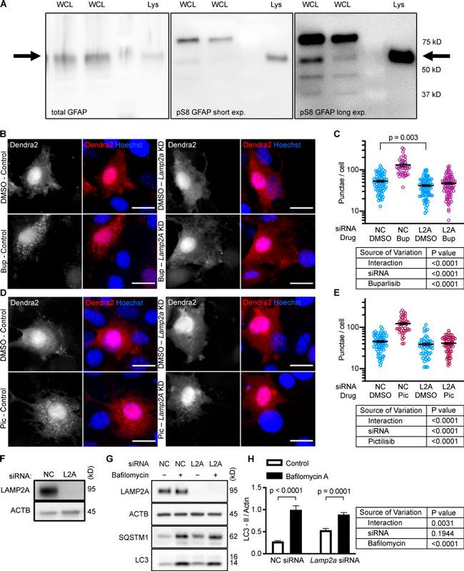 Phospho-GFAP (Ser8) Antibody in Western Blot (WB)