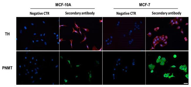PNMT Antibody in Immunocytochemistry (ICC/IF)