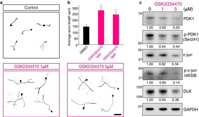 ZPK Antibody in Western Blot (WB)