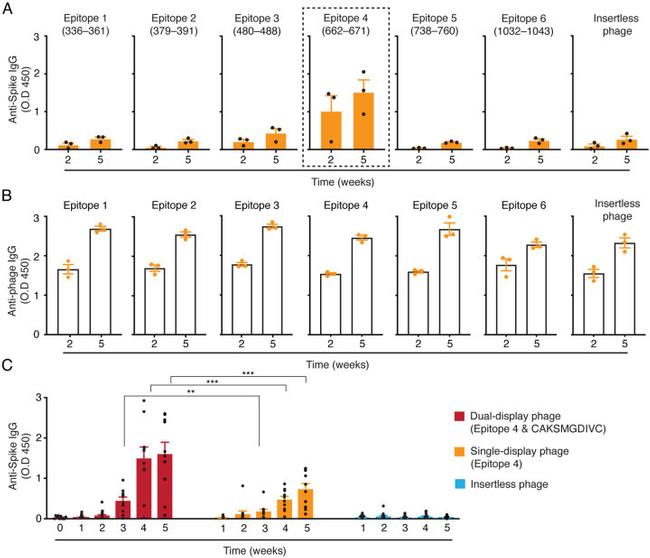 SARS-CoV-2 Spike Protein (S1/S2) Antibody in ELISA (ELISA)