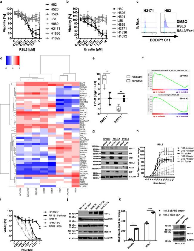 Synaptophysin Antibody in Western Blot (WB)