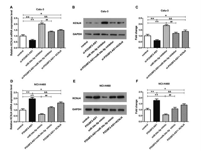 GAPDH Antibody in Western Blot (WB)