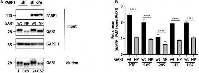 GAPDH Antibody in Western Blot (WB)