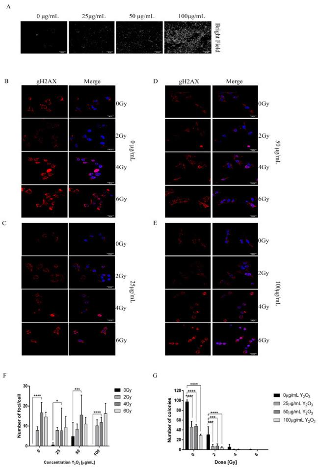 Phospho-Histone H2A.X (Ser139) Monoclonal Antibody (3F2) (MA1-2022)