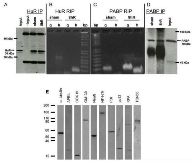 PDI Antibody in Western Blot (WB)