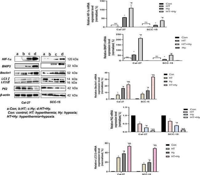 Actin Antibody in Western Blot (WB)