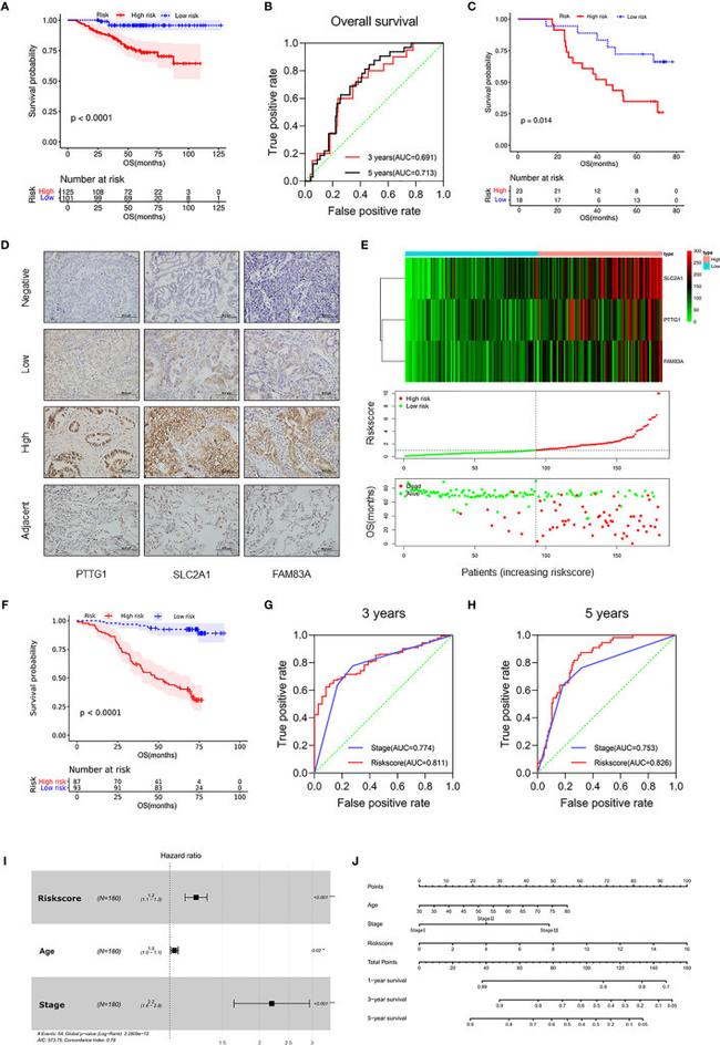 GLUT1 Antibody in Immunohistochemistry (IHC)