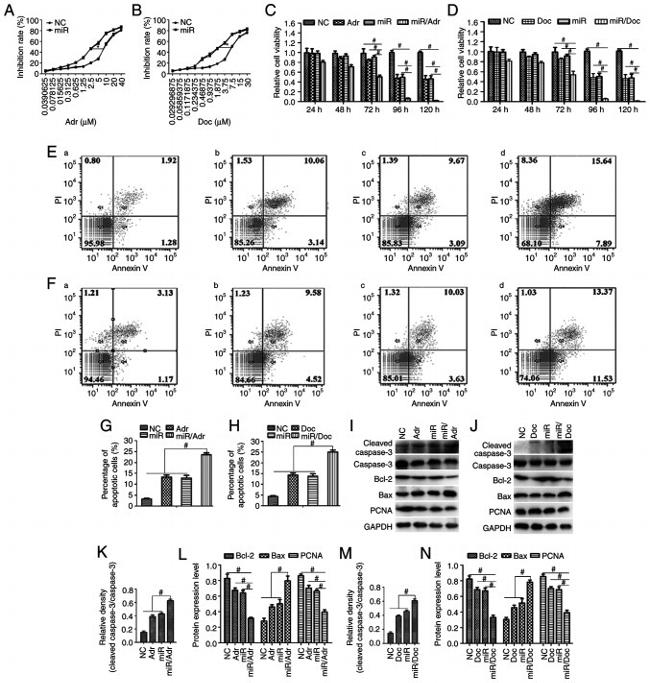 Bcl-2 Antibody in Western Blot (WB)