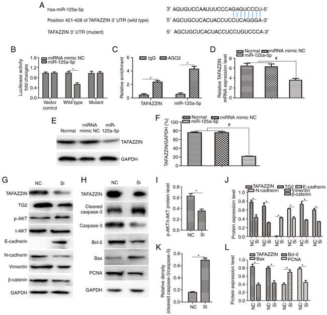 PCNA Antibody in Western Blot (WB)