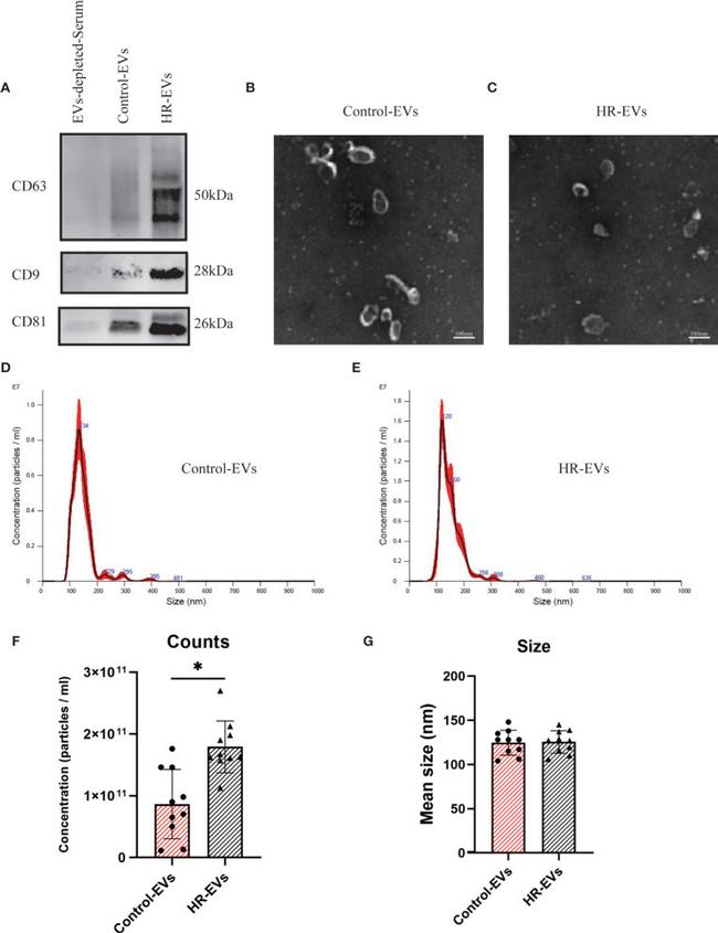 CD9 Monoclonal Antibody (Ts9) (10626D)