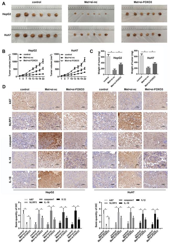 Caspase 1 (Cleaved Asp210) Antibody in Immunohistochemistry (IHC)