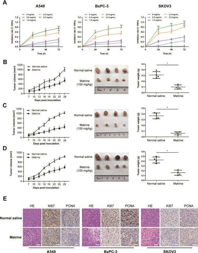 PCNA Antibody in Immunohistochemistry (IHC)