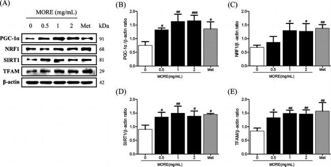 TFAM Antibody in Western Blot (WB)