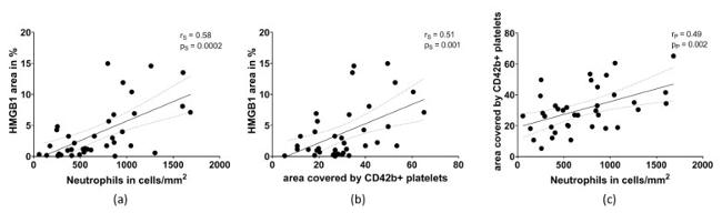 CD42b Antibody in Immunohistochemistry (IHC)