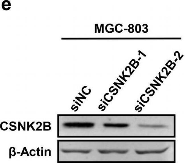 Mouse IgG (H+L) Secondary Antibody in Western Blot (WB)