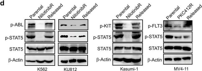 Goat IgG (H+L) Secondary Antibody in Western Blot (WB)