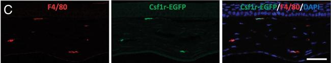 Rat IgG (H+L) Cross-Adsorbed Secondary Antibody in Immunocytochemistry, Immunohistochemistry (ICC/IF, IHC)