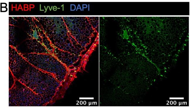 Goat IgG (H+L) Cross-Adsorbed Secondary Antibody in Immunohistochemistry (IHC)