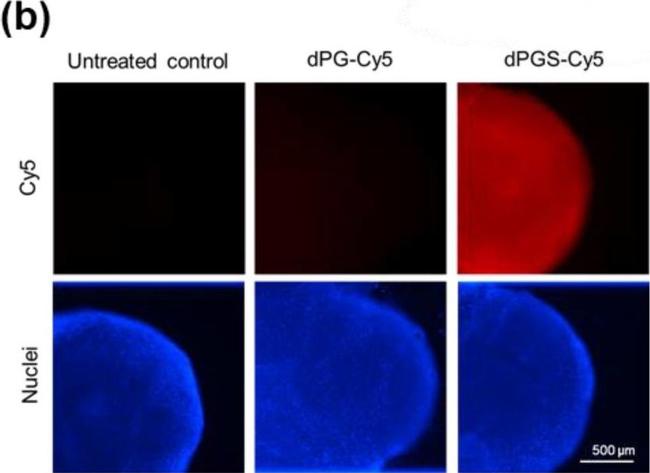 Rat IgG (H+L) Cross-Adsorbed Secondary Antibody in Immunohistochemistry (IHC)