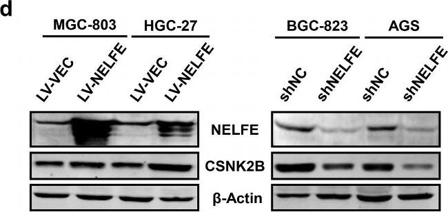 Mouse IgG (H+L) Secondary Antibody in Western Blot (WB)