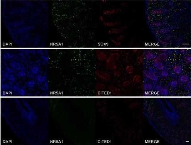 Invitrogen™ Lame n° 1 préparée FluoCells™ (cellules BPAE avec MitoTracker™  rouge CMXRos, Alexa Fluor™ 488 phalloïdine, et DAPI) Lame préparée n°1 voir  les résultats