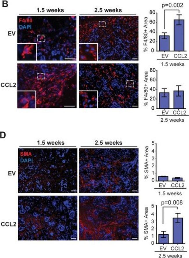 Goat anti-Mouse IgG (H+L) Highly Cross-Adsorbed, Alexa Fluor™ 546 