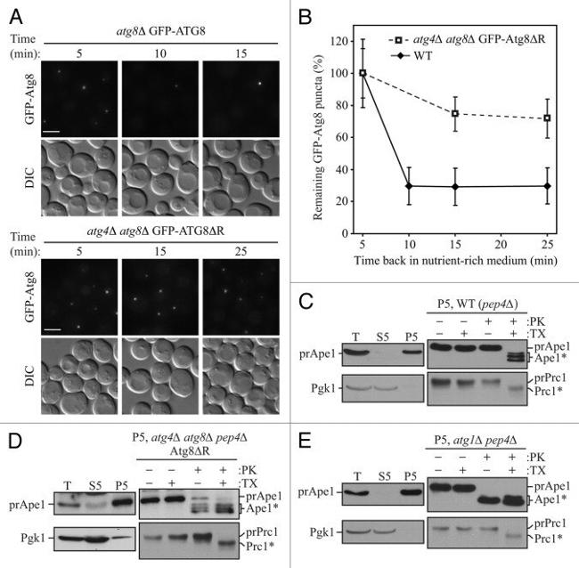 Carboxypeptidase Y Antibody in Western Blot (WB)