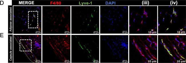 Goat IgG (H+L) Cross-Adsorbed Secondary Antibody in Immunohistochemistry (IHC)