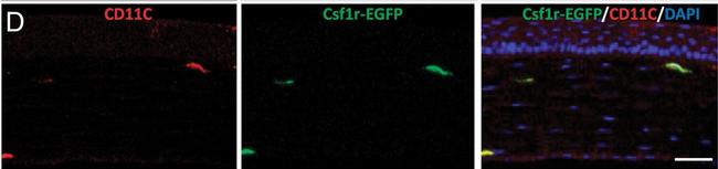 Rat IgG (H+L) Cross-Adsorbed Secondary Antibody in Immunocytochemistry (ICC/IF)