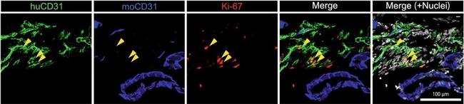 Rat IgG (H+L) Cross-Adsorbed Secondary Antibody in Immunohistochemistry (Frozen) (IHC (F))