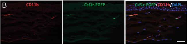 Rat IgG (H+L) Cross-Adsorbed Secondary Antibody in Immunocytochemistry, Immunohistochemistry (ICC/IF, IHC)