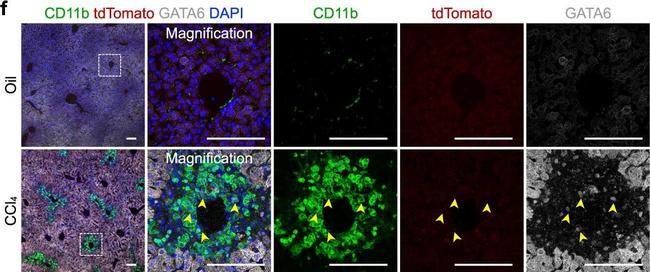 Goat IgG (H+L) Cross-Adsorbed Secondary Antibody in Immunohistochemistry (IHC)