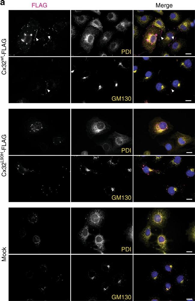 Mouse IgG (H+L) Secondary Antibody in Immunocytochemistry (ICC/IF)