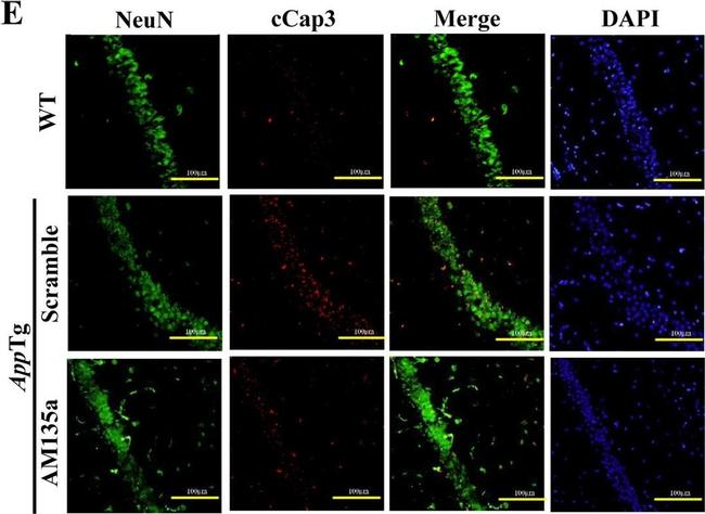 Goat anti-Mouse IgG (H+L) Highly Cross-Adsorbed, Alexa Fluor™ 568 