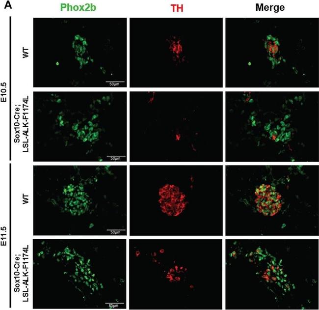 F(ab')2-Goat anti-Rabbit IgG (H+L) Cross-Adsorbed, Alexa Fluor™ 647  (A-21246)