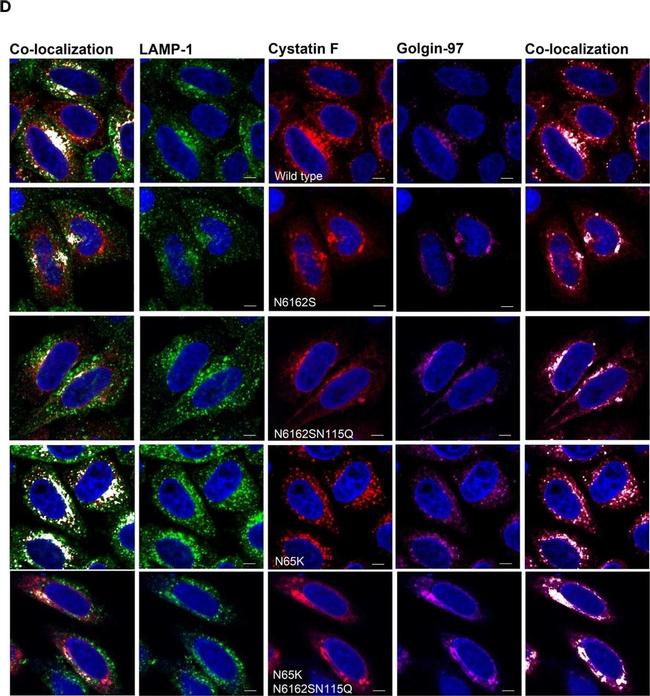 Donkey anti-Rabbit IgG (H+L) Highly Cross-Adsorbed, Alexa Fluor 