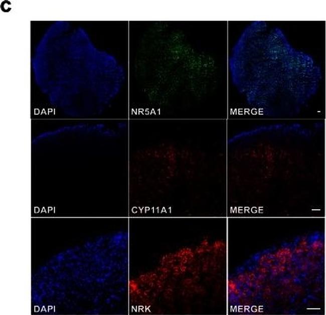 Invitrogen™ Lame n° 1 préparée FluoCells™ (cellules BPAE avec MitoTracker™  rouge CMXRos, Alexa Fluor™ 488 phalloïdine, et DAPI) Lame préparée n°1 voir  les résultats