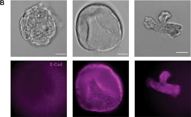 Rat IgG (H+L) Cross-Adsorbed Secondary Antibody in Immunocytochemistry (ICC/IF)