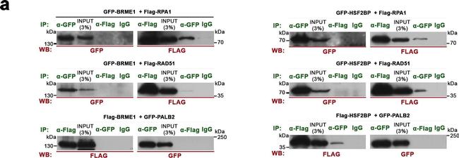 Mouse IgG (H+L) Secondary Antibody in Western Blot (WB)