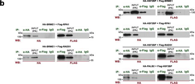 Mouse IgG (H+L) Secondary Antibody in Western Blot (WB)