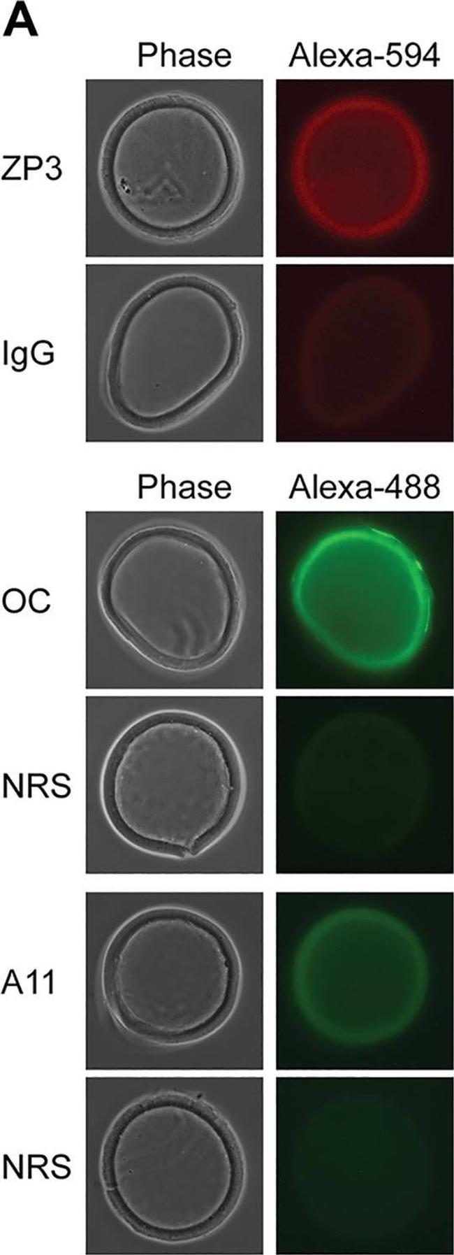 Chicken anti-Goat IgG (H+L) Cross-Adsorbed, Alexa Fluor™ 594 (A-21468)