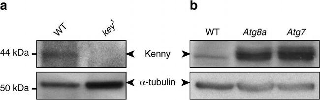 Rabbit anti-Mouse IgG (H+L), HRP (31450)