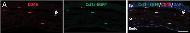 Rat IgG (H+L) Cross-Adsorbed Secondary Antibody in Immunocytochemistry, Immunohistochemistry (ICC/IF, IHC)