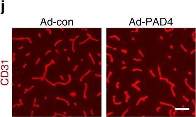 Goat IgG (H+L) Cross-Adsorbed Secondary Antibody in Immunohistochemistry (Frozen) (IHC (F))