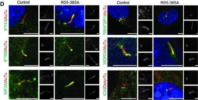 Mouse IgG (H+L) Highly Cross-Adsorbed Secondary Antibody in Immunohistochemistry (IHC)