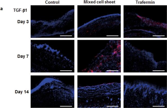 Rat IgG (H+L) Cross-Adsorbed Secondary Antibody in Immunohistochemistry (IHC)