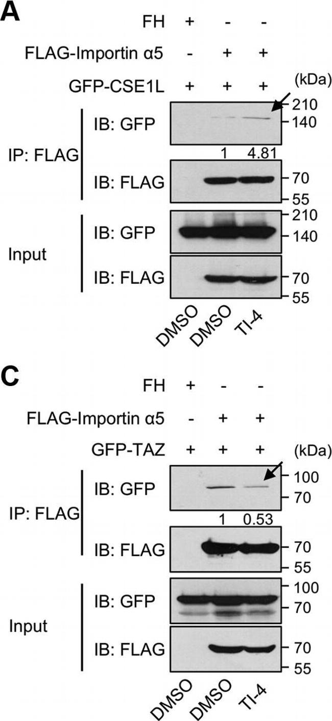 Rabbit IgG Isotype Control in Western Blot (WB)