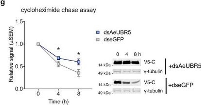 Mouse IgG (H+L) Cross-Adsorbed Secondary Antibody in Western Blot (WB)