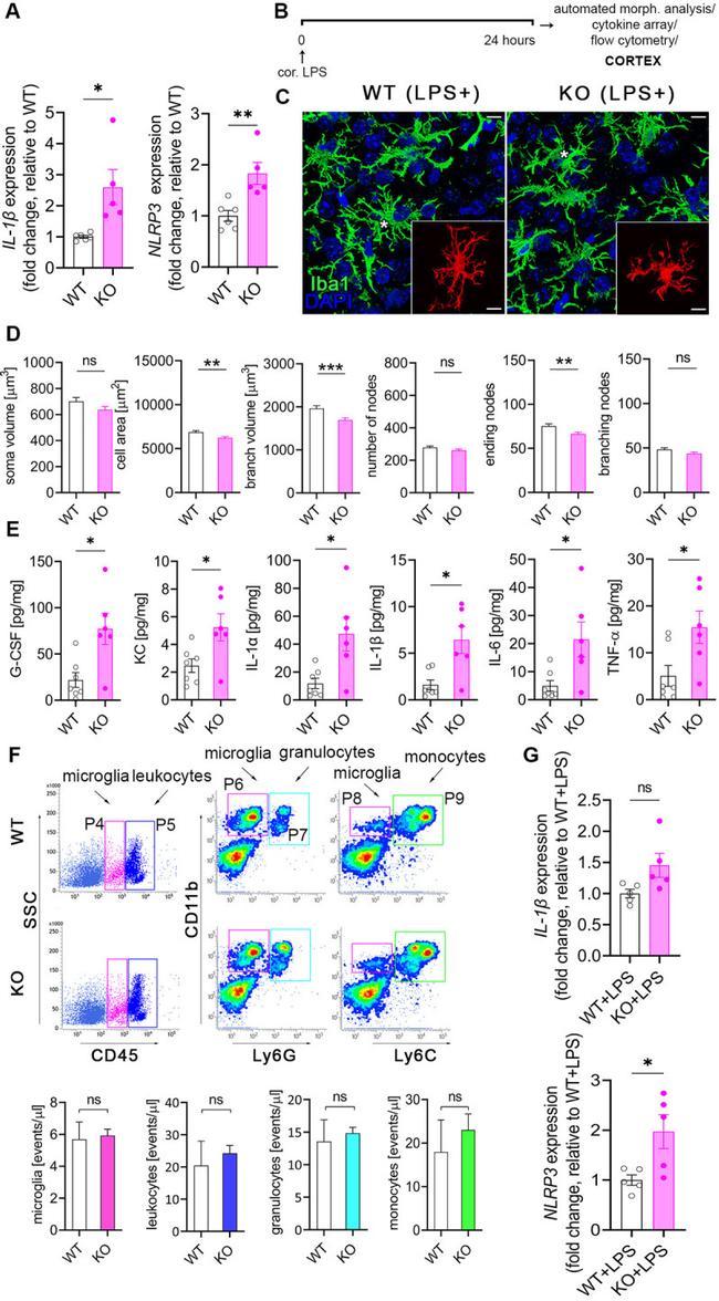 Ly-6C Antibody in Flow Cytometry (Flow)